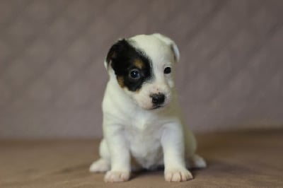 FEMELLE 3 - Jack Russell Terrier