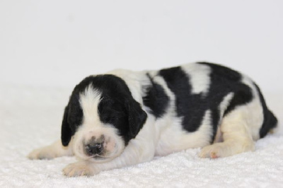 Les chiots de English Springer Spaniel