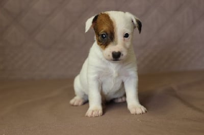 MALE 2 - Jack Russell Terrier