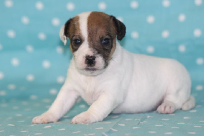 Les chiots de Jack Russell Terrier
