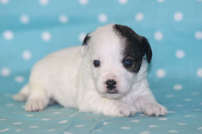 Les chiots de Jack Russell Terrier