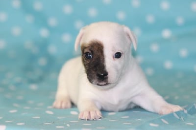 Les chiots de Jack Russell Terrier