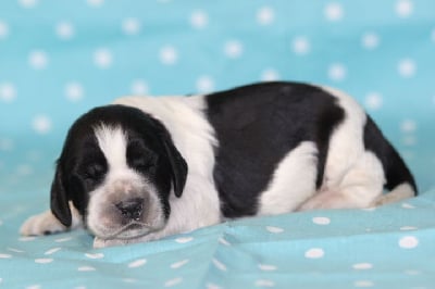 Les chiots de English Springer Spaniel