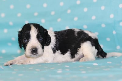 Les chiots de English Springer Spaniel