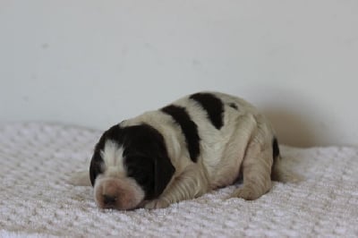 Les chiots de English Springer Spaniel