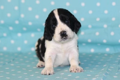 Les chiots de English Springer Spaniel