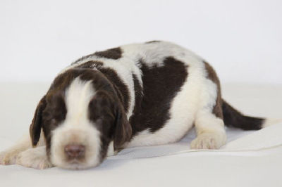 Les chiots de English Springer Spaniel