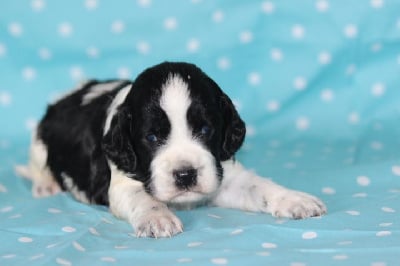 Les chiots de English Springer Spaniel