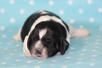 Les chiots de English Springer Spaniel