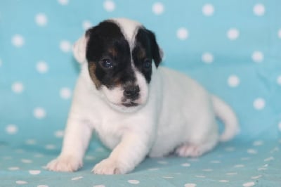 Les chiots de Jack Russell Terrier