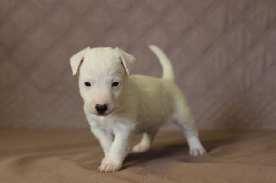 MALE 1 - Jack Russell Terrier