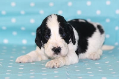 Les chiots de English Springer Spaniel