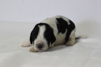 Les chiots de English Springer Spaniel