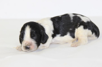 Les chiots de English Springer Spaniel