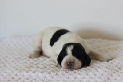 Les chiots de English Springer Spaniel