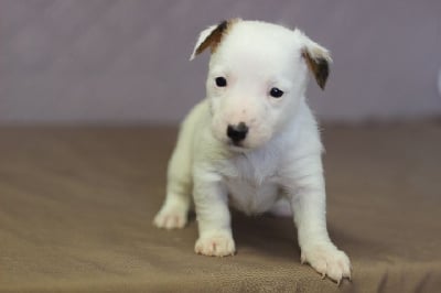 FEMELLE 4 - Jack Russell Terrier