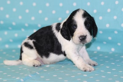 Les chiots de English Springer Spaniel