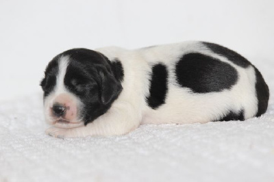 Les chiots de English Springer Spaniel