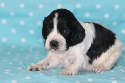Les chiots de English Springer Spaniel