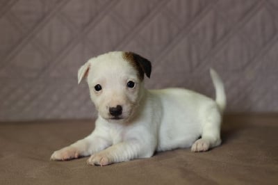 FEMELLE 2 - Jack Russell Terrier