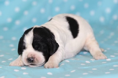 Les chiots de English Springer Spaniel