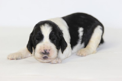 Les chiots de English Springer Spaniel