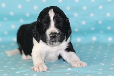 Les chiots de English Springer Spaniel