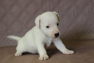 FEMELLE 1 - Jack Russell Terrier