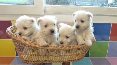 CHIOT 2 - West Highland White Terrier