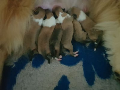 Les chiots de Colley à poil long