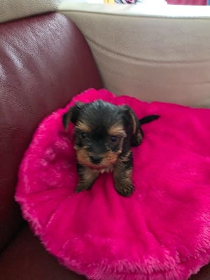 Les chiots de Yorkshire Terrier