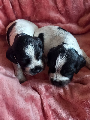Les chiots de Cocker Spaniel Anglais