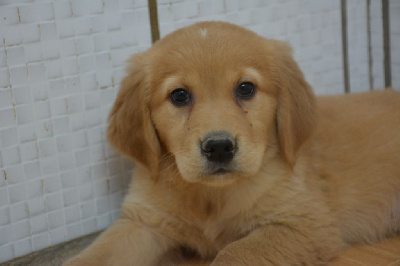 Les chiots de Golden Retriever