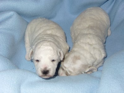 Les chiots de Bichon Frise