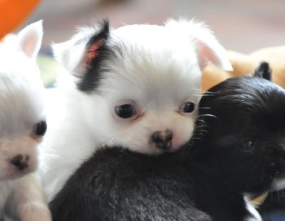 Les chiots de Chihuahua