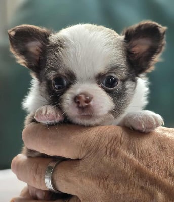 Les chiots de Chihuahua