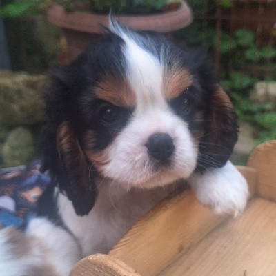 Cavalier King Charles Spaniel