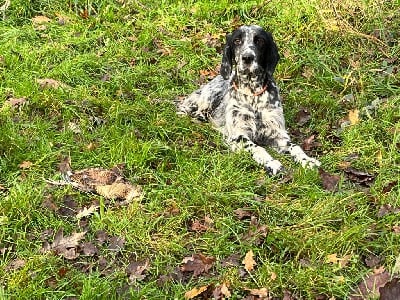 Étalon Setter Anglais - Vaika du Parc des Chaumes