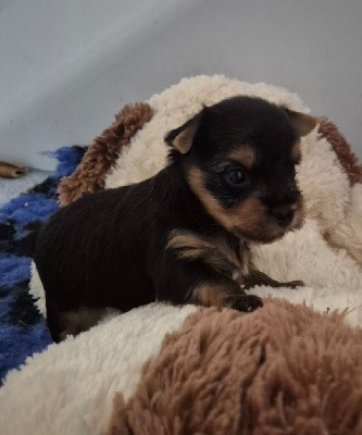Yorkshire Terrier