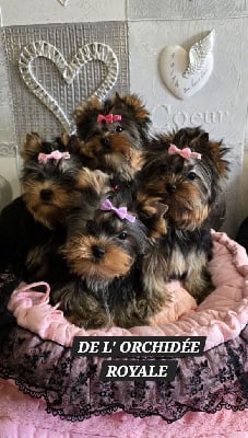 CHIOT 4 - Yorkshire Terrier