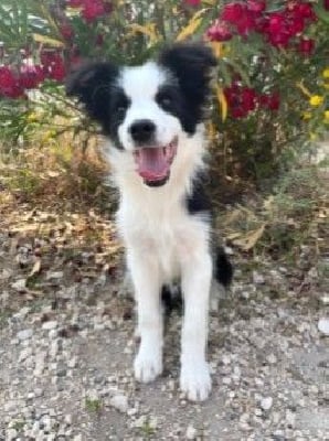 Les chiots de Border Collie