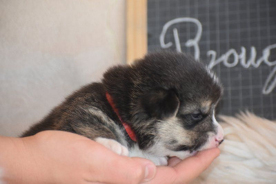 Les chiots de Welsh Corgi Pembroke