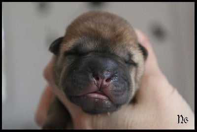 Les chiots de Shar Pei