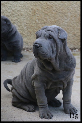 Les chiots de Shar Pei