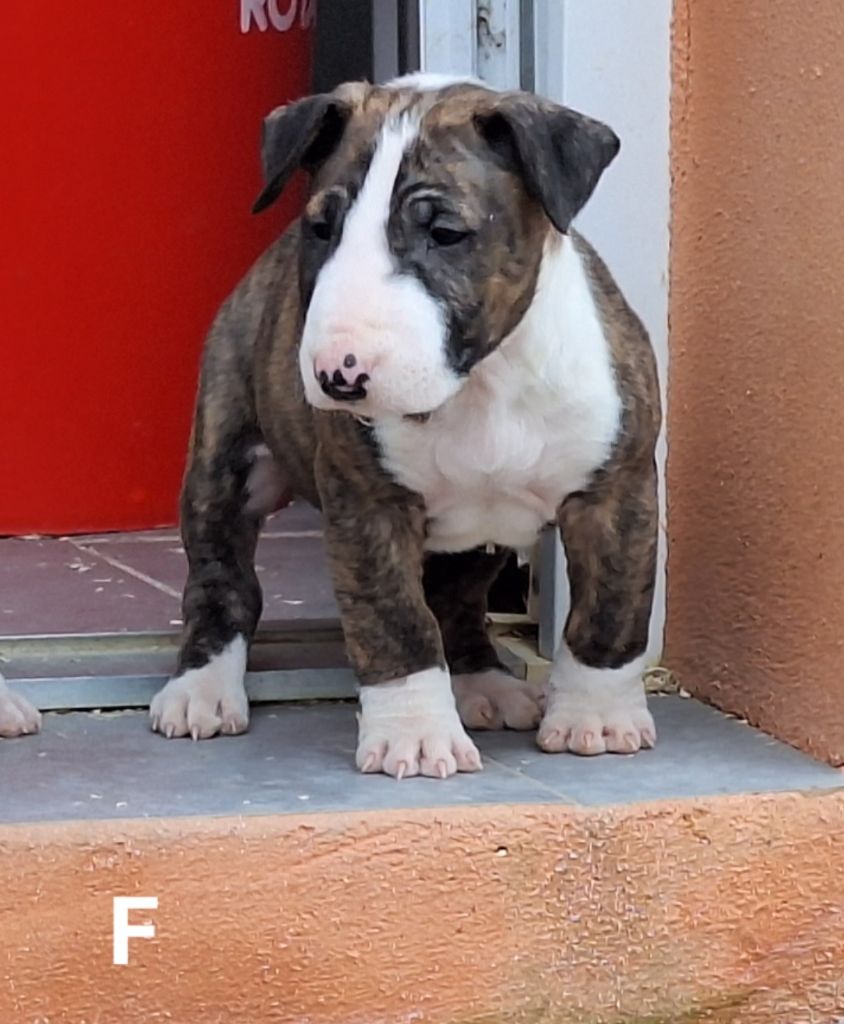 CHIOT 6 - Bull Terrier