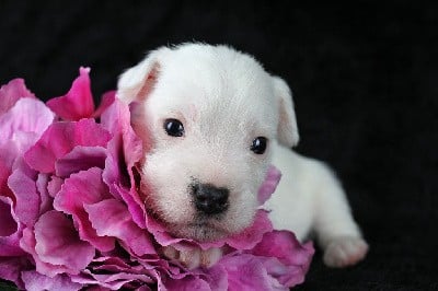 Parson Russell Terrier
