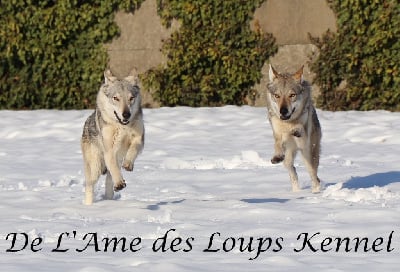 de l'Ame des Loups