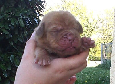 Les chiots de Dogue de Bordeaux
