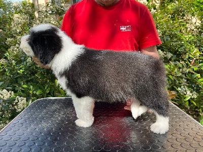 Les chiots de Bearded Collie