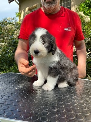 Les chiots de Bearded Collie